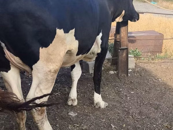 بقرة, Russian Black pied cattle