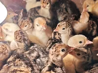 Turkeys — फ़ोटो 2