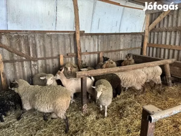 मेढ़ा, Merino sheep
