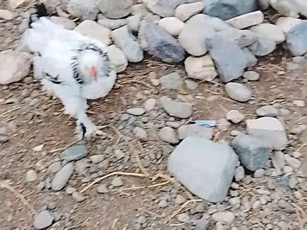 Brahma