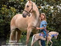 Yegua, Palomino — foto 1