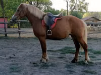 Yegua, Haflinger — foto 3
