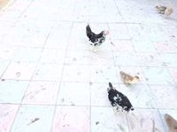 अनकोना — फ़ोटो 4