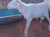 Bélier, Touabire sheep — photo 2