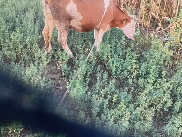 Cow, Simmental cattle