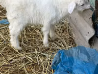 Billy Goat, Saanen goat — photo 1