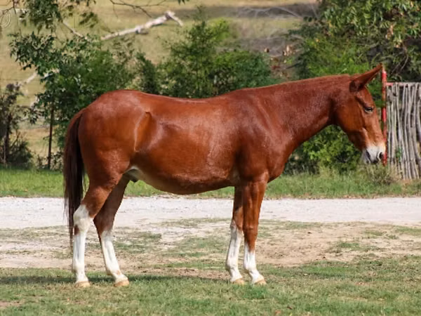 公马, Mule