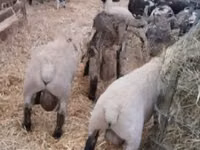 Bélier, White Suffolk sheep — photo 1