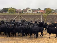 Schafe (Partie, Geschlecht nicht angegeben), Racka sheep — Foto 2