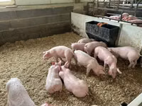 Pigs (batch, sex not specified) — photo 2