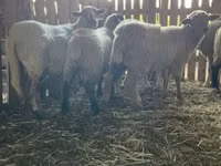 母羊, Merinoland sheep — 照片 5