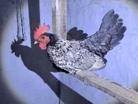 डेनिश हेन — फ़ोटो 7