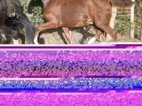 Hengst, Dutch warmblood horse — Foto 3