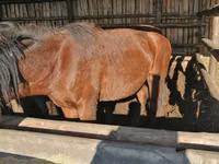 Cheval, Kustanai horse — photo 5