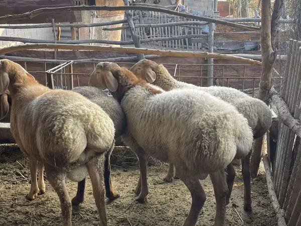 Ram, Arashan sheep