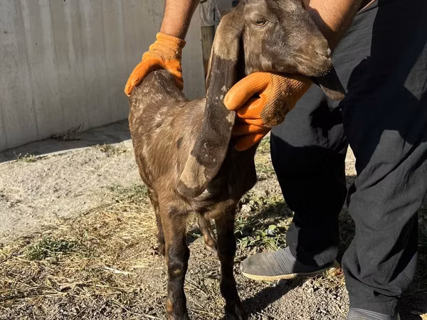 Chèvre, Kamori goats