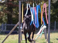 Cheval, Hunter — photo 5