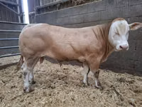公牛, Blonde d’Aquitane cattle — 照片 1