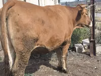 Vaca, Ganado vacuno — foto 3
