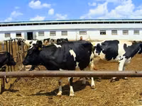 母牛, Yaroslavl cattle — 照片 3