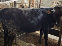 公牛, Aberdeen-Angus — 照片 4
