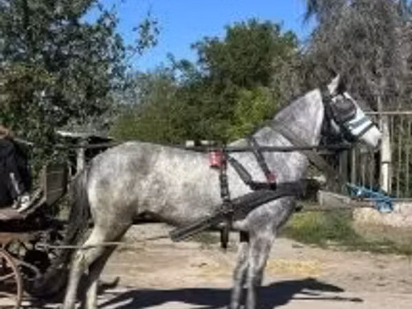 公马, Horses