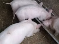 母猪, Pigs — 照片 1