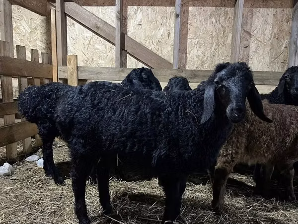 Bélier, Baerchuke sheep