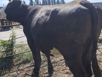 Vache, Russian Black pied cattle — photo 7