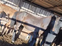 Cheval, Chevaux — photo 1