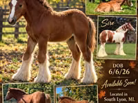 Mare, Gypsy horse — photo 1