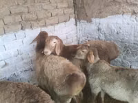 كبش, Rhon sheep — الصورة 2