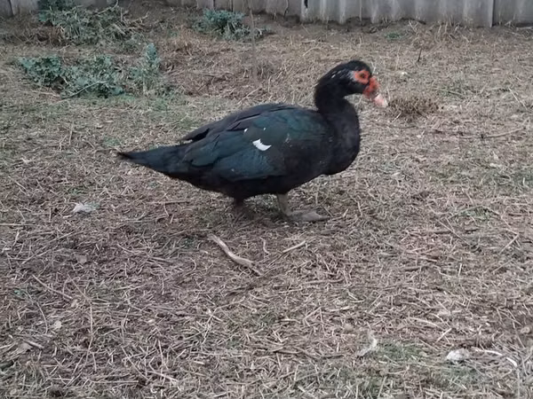 मुलार्ड