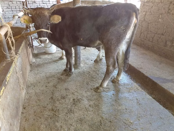 Cow, Russian Black pied cattle