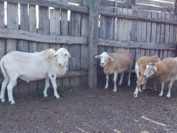 公羊, Katum sheep