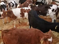 Rinder (Partie, Geschlecht nicht angegeben), Simmental cattle — Foto 5