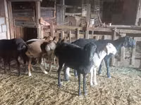 母羊, Tian-Shan semifinewool sheep — 照片 5