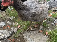 Guinea fowl — 照片 1