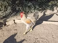 Chickens — photo 6