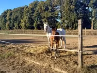 Caballo, Lipizzaner — foto 8