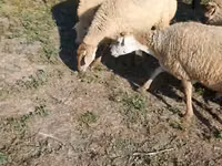 نعجة, Karabakh sheep — الصورة 8