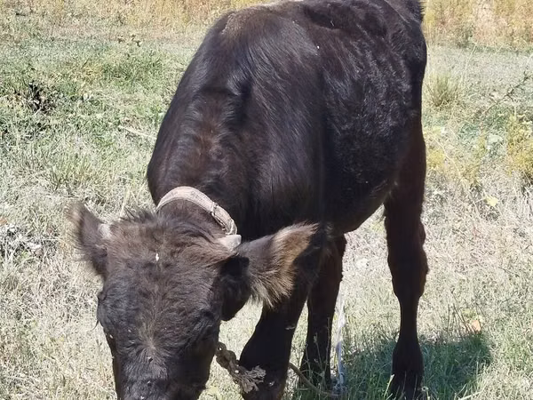 公牛, Swiss cattle