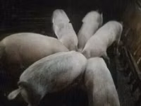 Cerdos (lote, sexo no especificado) — foto 3