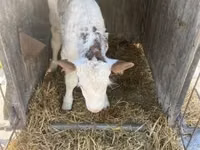 Taureau, Race Holstein — photo 4