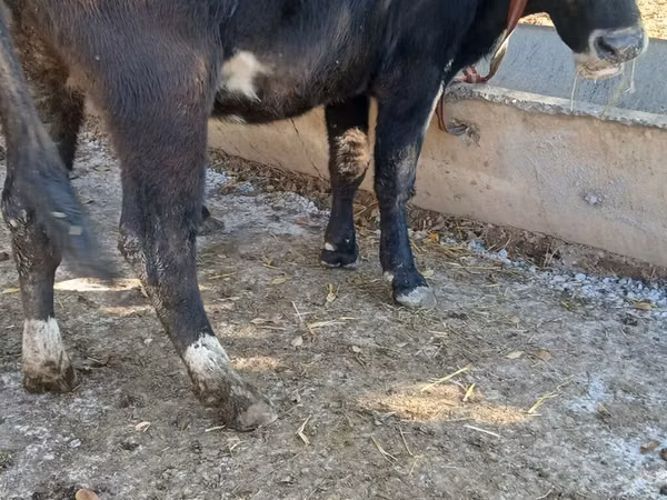 Vache, Race Alatauskaya