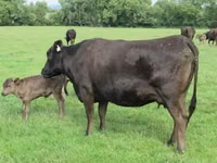 Vache, Wagyu — photo 1