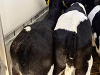 أبقار (دفعة، الجنس غير محدد), Simmental cattle — الصورة 7