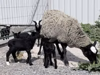 Schaf, Romanov sheep — Foto 1
