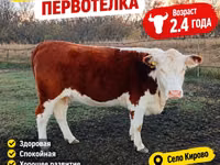 Bulle, Weißkopfige Ukrainische — Foto 2