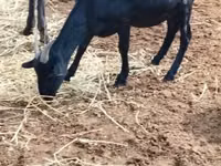 تيس, Nubian Goat — الصورة 2